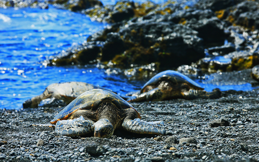 fig: 黑沙滩上的海龟
