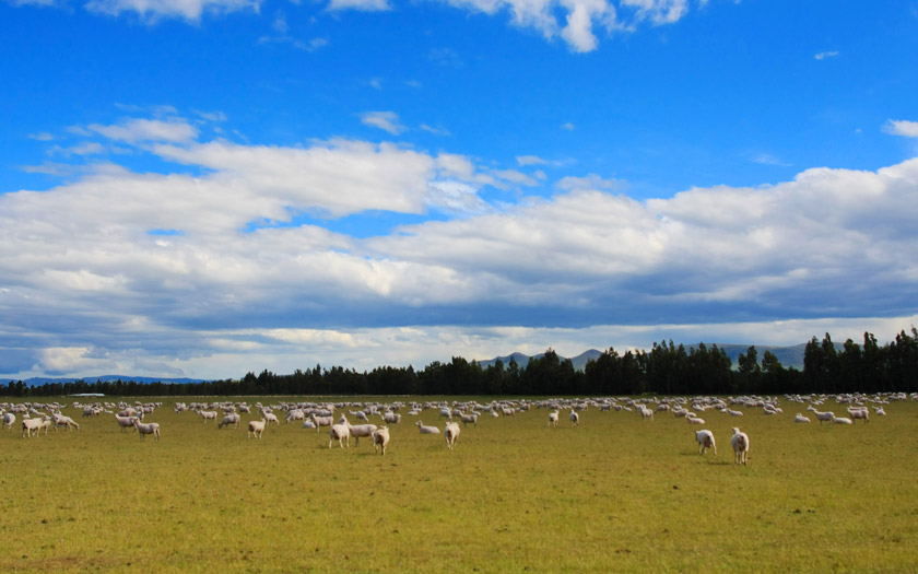 nz: Sheep farm